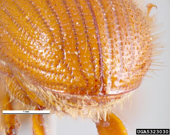 orjaški smrekov ličar (<i>Dendroctonus micans</i>)