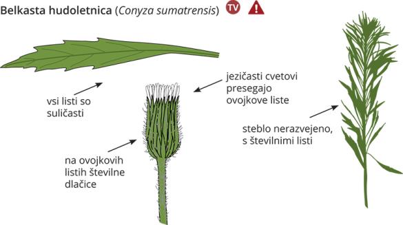 <i>Conyza sumatrensis</i>
