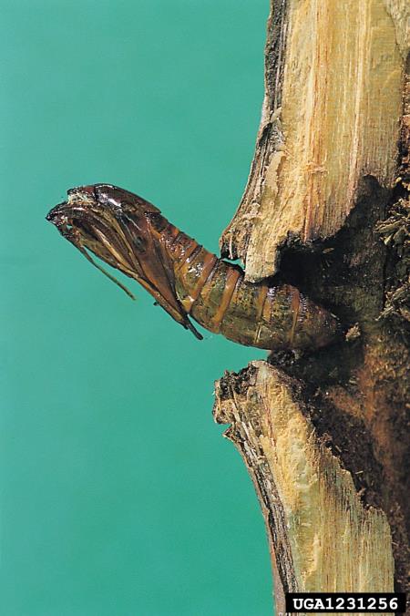 mali topolov steklokrilec (<i>Sciapteron tabaniformis</i>)