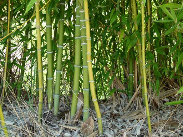 <i>Phyllostachys</i>