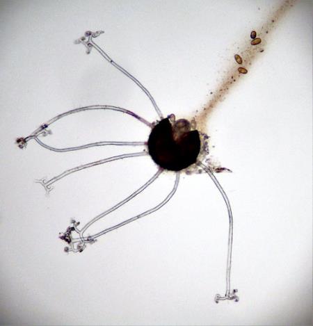 <i>Erysiphe divaricata</i>