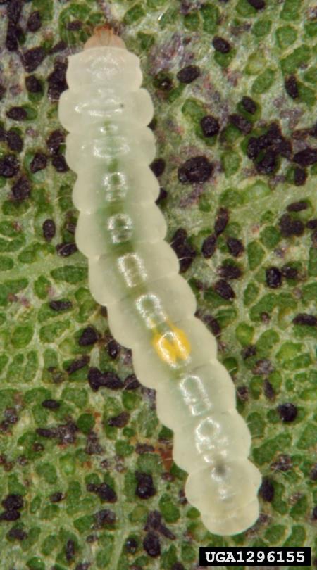 listni zavrtač robinije (<i>Phyllonorycter robiniella</i>)