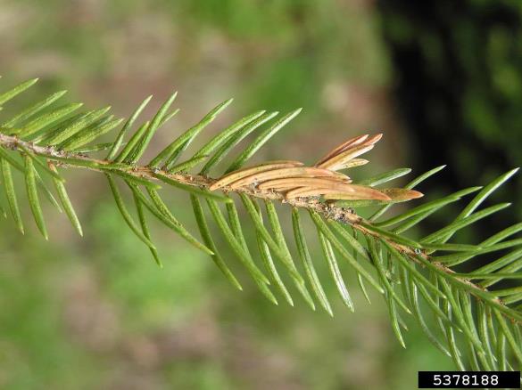 smrekov gnezdni zavijač (<i>Epinotia tedella</i>) na <i>Picea</i> spp.