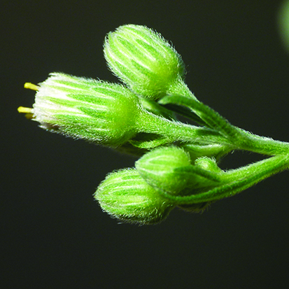<i>Conyza sumatrensis</i>