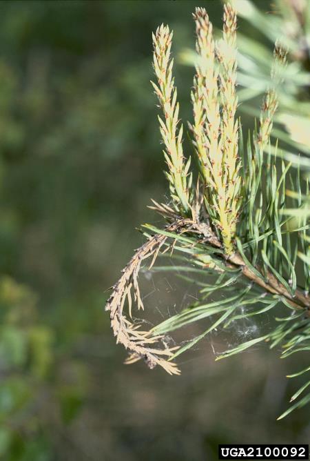 zavijač borovih poganjkov (<i>Rhyacionia buoliana</i>) na <i>Pinus</i> spp.
