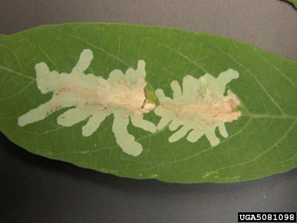 robinijev listni zavrtač (<i>Parectopa robiniella</i>)