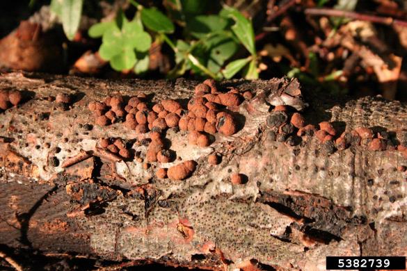 jagodasti skorjoder (<i>Hypoxylon fragiforme</i>) na <i>Fagus sylvatica</i>
