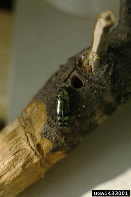 <i>Coraebus fasciatus</i>