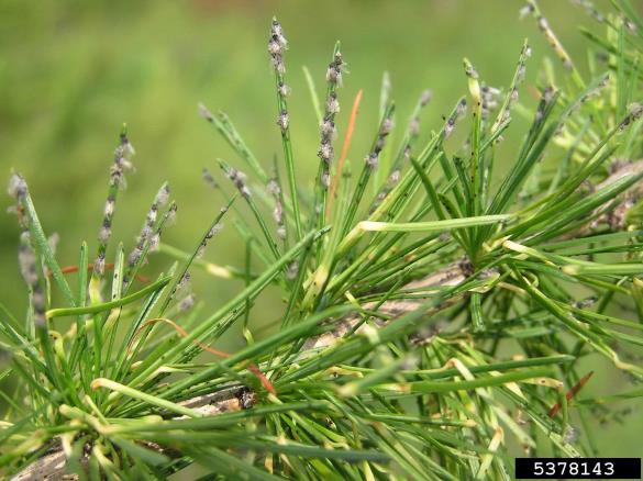 zelena smrekova uš (<i>Sacchiphantes viridis</i>) na <i>Larix decidua</i>