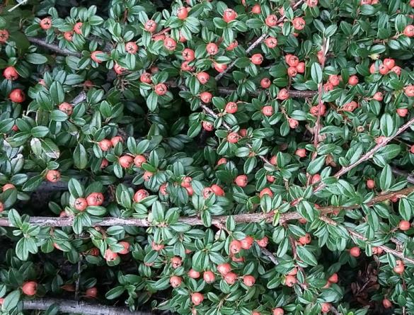 <i>Cotoneaster horizontalis</i>