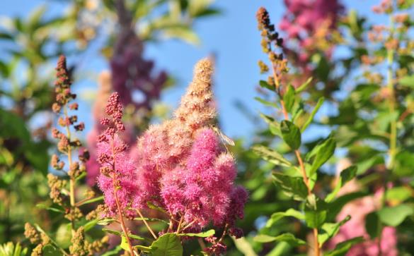 <i>Spiraea douglasii</i>