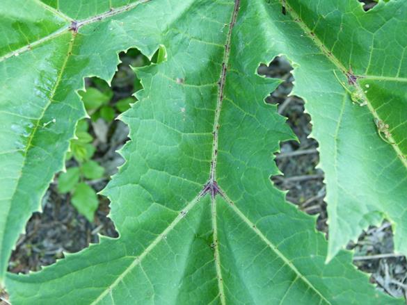 <i>Heracleum mantegazzianum</i>