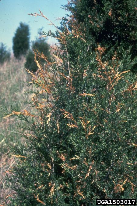 rjavenje tujinih (klekovih) lusk (<i>Didymascella thujina</i>) na <i>Juniperus</i> spp.