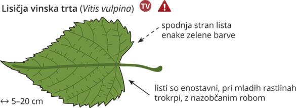 <i>Vitis vulpina</i>