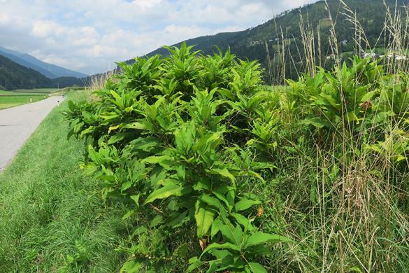 <i>Koenigia polystachya</i>