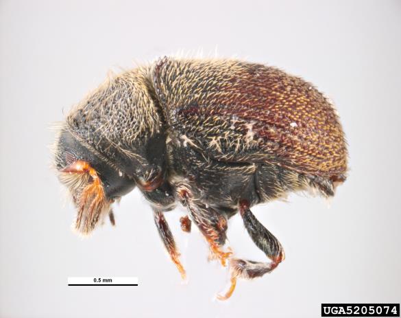 <i>Phloeotribus scarabaeoides</i>