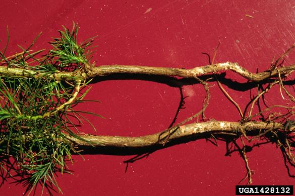 črni borov koreninar (<i>Hylastes ater</i>) na <i>Pinus radiata</i>