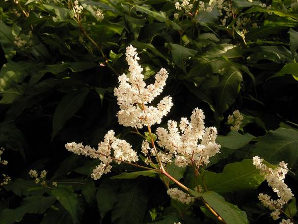<i>Koenigia polystachya</i>