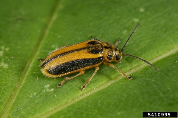 brestovka (<i>Xanthogaleruca luteola</i>) na <i>Ulmus</i> spp.