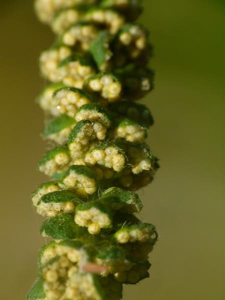 <i>Ambrosia artemisiifolia</i>