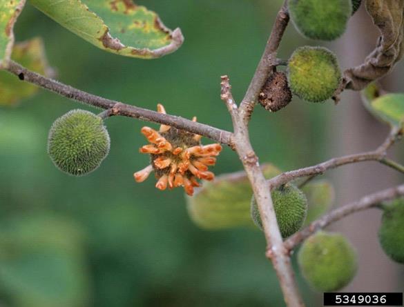 <i>Broussonetia papyrifera</i>