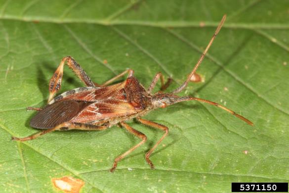 storževa listonožka (<i>Leptoglossus occidentalis</i>)