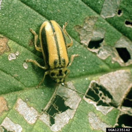 brestovka (<i>Xanthogaleruca luteola</i>) na <i>Ulmus</i> spp.
