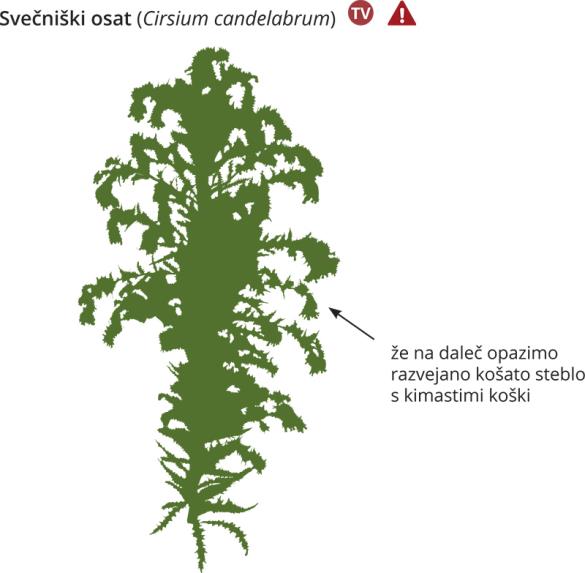 <i>Cirsium candelabrum</i>