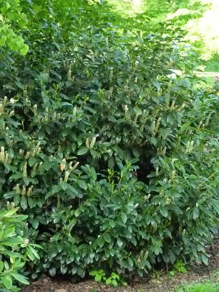 <i>Prunus laurocerasus</i>