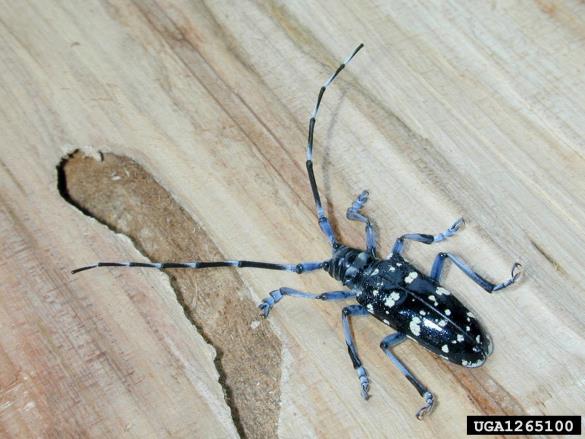 kitajski kozliček (<i>Anoplophora chinensis</i>)