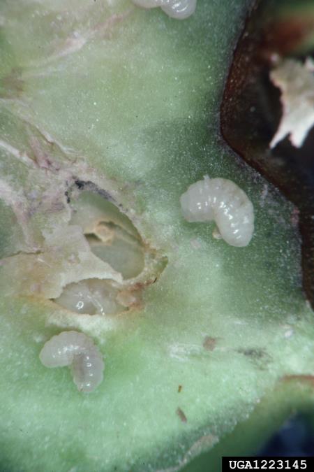 kostanjeva šiškarica (<i>Dryocosmus kuriphilus</i>)