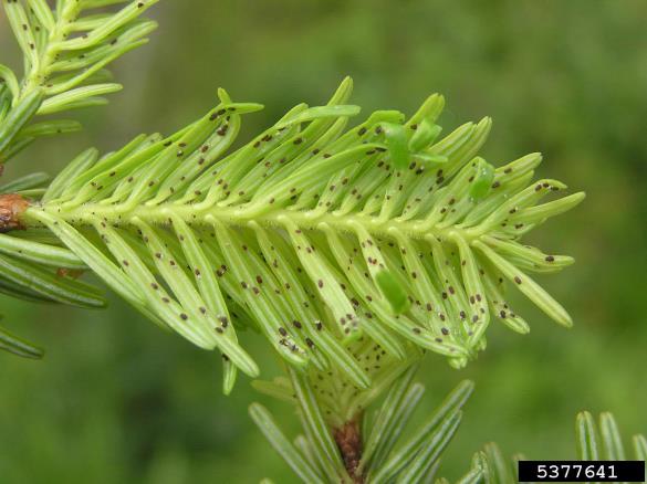 jelova uš (<i>Dreyfusia nordmannianae</i>) na <i>Abies alba</i>