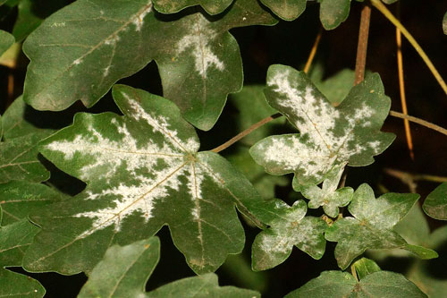<i>Sawadaea bicornis</i>