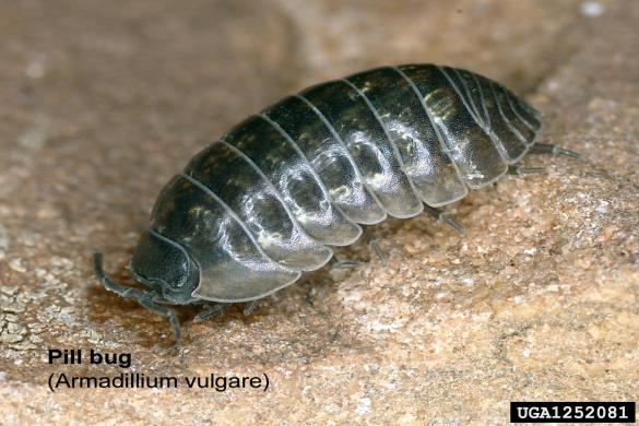 navadni pasavček (<i>Armadillidium vulgare rufobrunneus</i>)