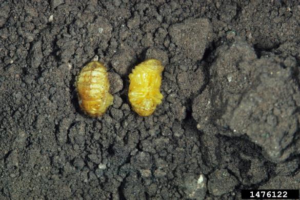 brestovka (<i>Xanthogaleruca luteola</i>) na <i>Ulmus pumila</i>