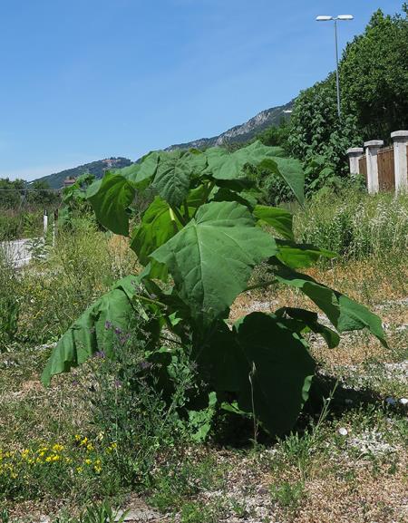 <i>Paulownia tomentosa</i>