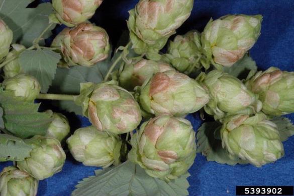 <i>Podosphaera macularis</i>