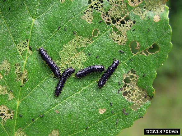 modri jelšev lepenec (<i>Agelastica alni</i>) na <i>Alnus</i> spp.