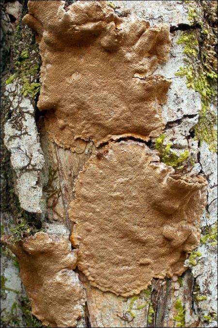 Phellinus conchatus