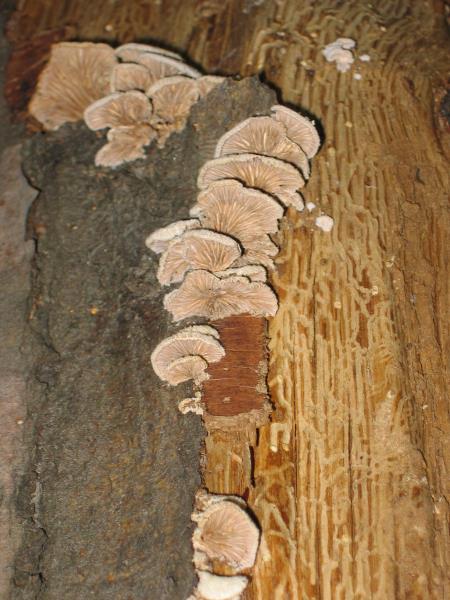 Navadna cepilistka