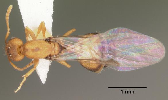 Lasius niger