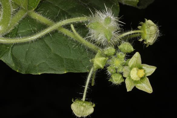 <i>Sicyos angulatus</i>