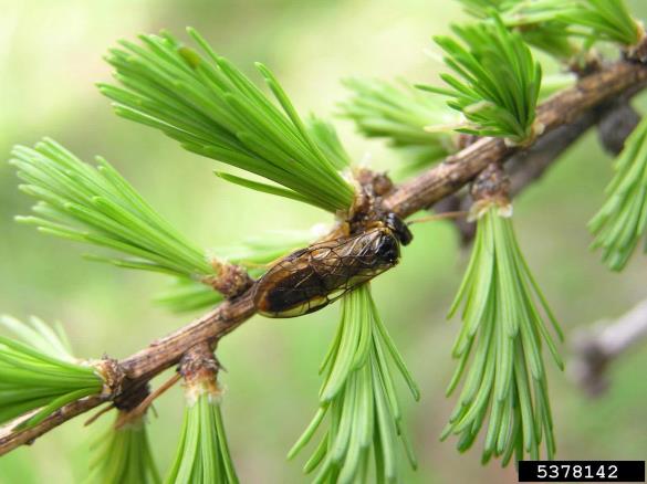 macesnova grizlica (<i>Pristiphora laricis</i>) na <i>Larix decidua</i>