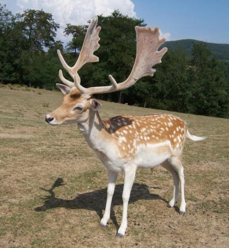 damjek