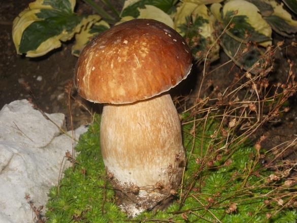 Boletus aestivalis