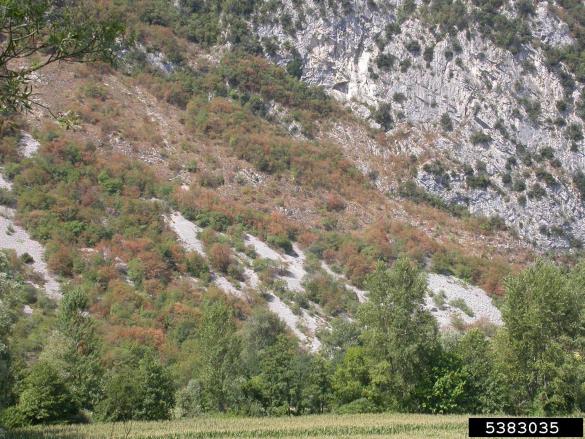Sušni stres