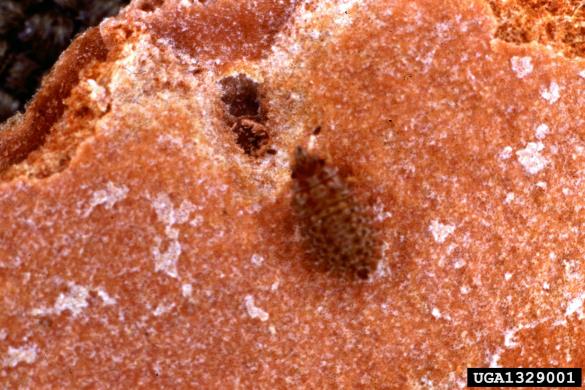 borova lubna stenica (<i>Aradus cinnamomeus</i>)