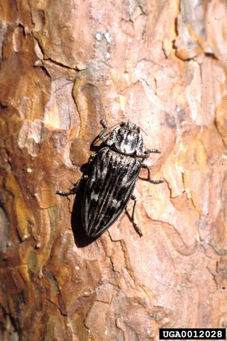 veliki borov krasnik (<i>Calcophora mariana</i>)