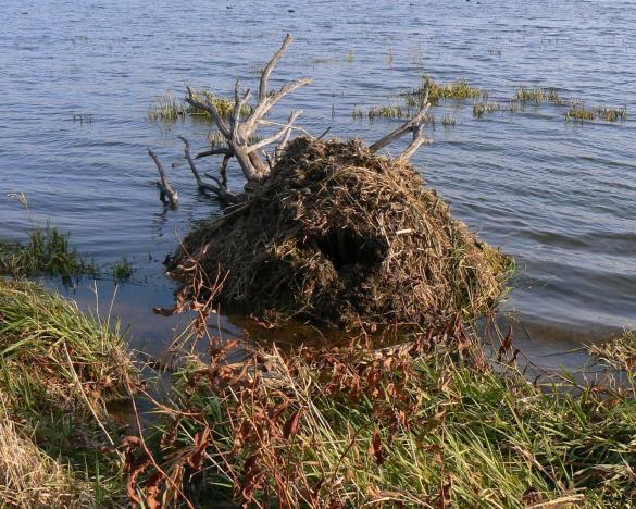 pižmovka