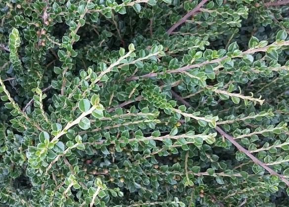 <i>Cotoneaster horizontalis</i>